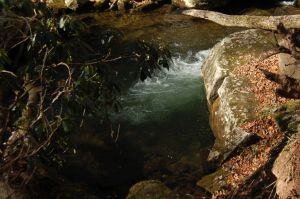 Rhododendron and Little Stony Creek, Cascades Hike, Giles Co, VA by Andrea Badgley on Butterfly Mind