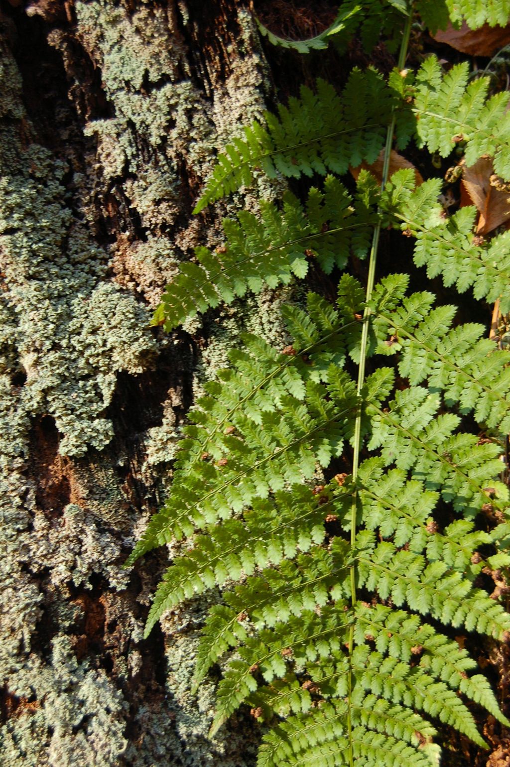 Lichen and Fern, Cascades Hike, Giles Co, VA by Andrea Badgley on Butterfly Mind