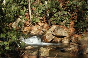 Rhododendron by Little Stony Creek, Cascades Hike, Giles Co, VA by Andrea Badgley on Butterfly Mind