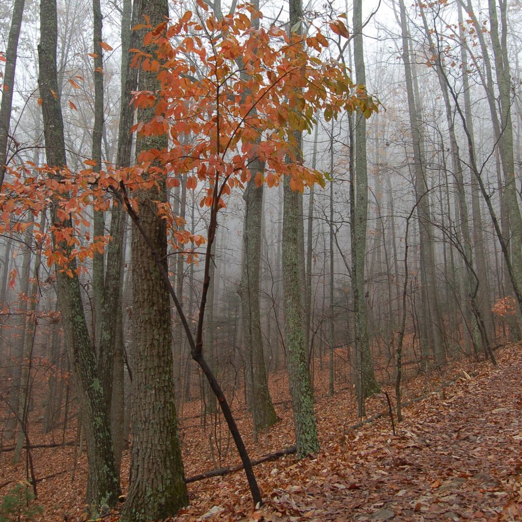 Peach leaves on Dragon's Tooth Hike by Andrea Badgley on Butterfly Mind