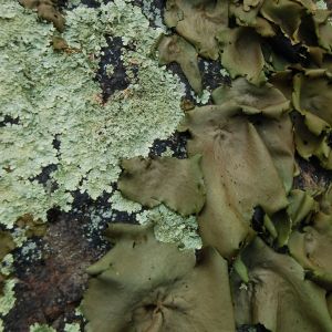 Ravioli Lichens on Dragon's Tooth trail by Andrea Badgley on Butterfly Mind