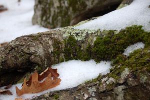Snow and moss on the Cascades hike by Andrea Badgley at Butterfly Mind