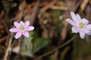 Pink anemone wildflower at Falls Ridge in Blacksburg, VA Appalachia on andreabadgley.com