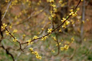Yellow spicebush flower buds at Falls Ridge in Blacksburg, FA on andreabadgley.com