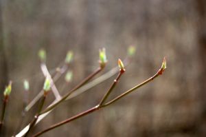 Buds on a bush in Falls Ridge Nature Conservancy Preserve in Blacksburg, VA on andreabadgley.com