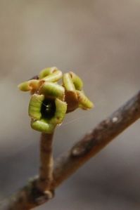 Funky green Applachian bud (or flower?) at Falls Ridge Nature Conservancy Preserve Blacksburg, VA on andreabadgley.com