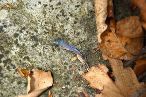 Tiny blue feather on Appalachian Trail in April, Sawtooth Ridge, VA on andreabadgley.com
