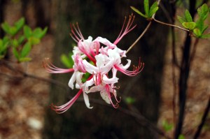 Pink mountain azaleas in bloom on Appalachian Trail in April, Sawtooth Ridge, VA on andreabadgley.com