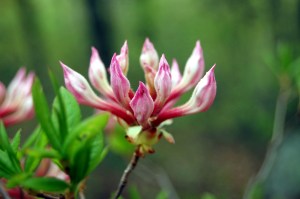 Pink mountain azalea buds on Sawtooth Ridge on Appalachian Trail, VA, April 2013 on andreabadgley.com