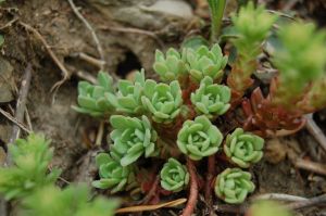 Tiny green succlents on Appalachian Trail in spring, Catawba, VA near Blacksburg on andreabadgley.com