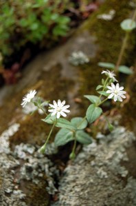 White daisy-like wildflowers on the Appalachian Trail, VA Sawtooth Ridge on andreabadgley.com