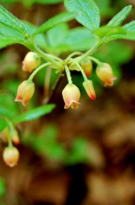 Bell flowers on Old Rag Mountain, Shenandoah National Park, Virginia on andreabadgley.com