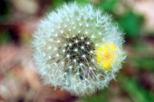 Dandelion on Old Rag Mountain in Shenandoah National Park on andreabadgley.com