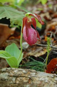 Pink Lady's Slipper on Old Rag Mountain, Shenandoah National Forest, Virginia on andreabadgley.com