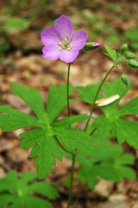 Pink Wild Geranium on Old Rag Mountain in Shenandoah National Park on andreabadgley.com