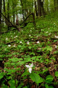 Hillside of trillium on Old Rag Mountain, Shenandoah National Park, Virginia on andreabadgley.com