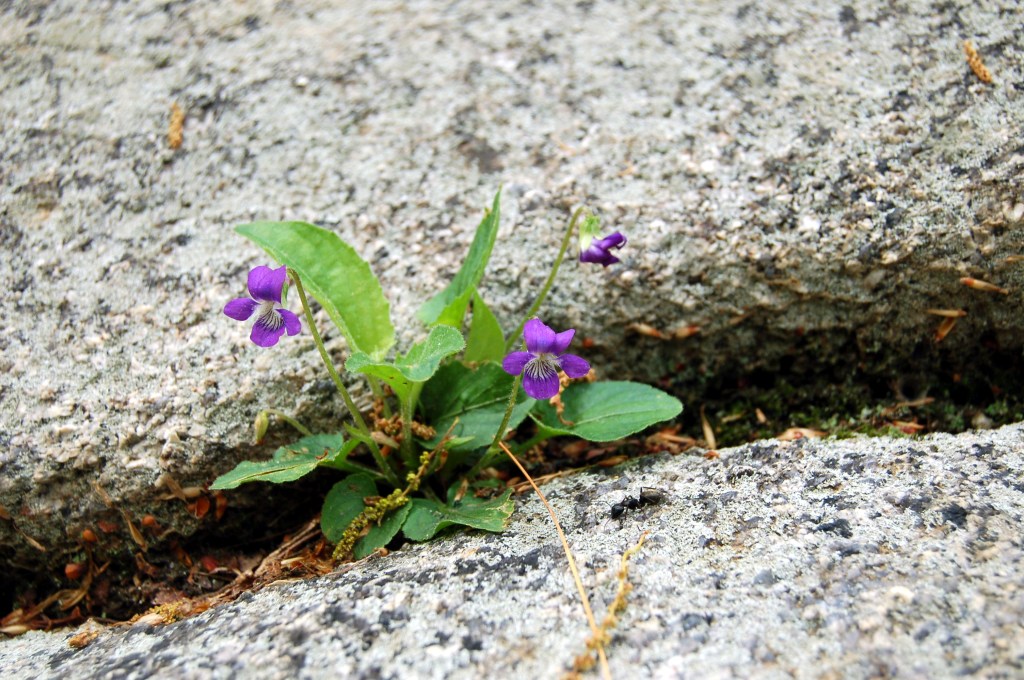 Violet growing out of stone on Old Rag Mountain, Shenandoah National Park, Virginia on andreabadgley.com