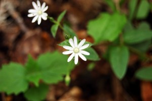 White wildflowers on Old Rag Mountain, Shenandoah National Park on andreabadgley.com