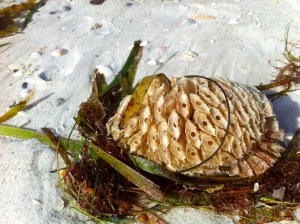 Horse conch egg casing on Gulf beach at Anna Maria Island after Tropical Storm Andrea on andreabadgley.com