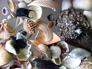 Our shell haul from Anna Maria Island after Tropical Storm Andrea on andreabadgley.com