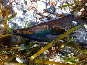 Mother of pearl inside pen shell with sea grass and shells after Tropical Storm Andrea on andreabadgley.com