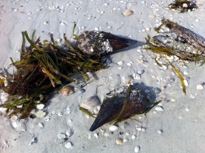 Sea pens, shells, and turtle grass on beach after Tropical Storm Andrea on andreabadgley.com