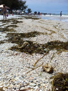 Egg casings, shells, and turtle grass: Storm surge deposits on beach after Tropical Storm Andrea on andreabadgley.com