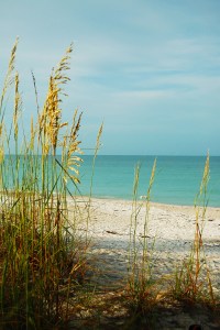 Sea oats on Anna Maria Island on andreabadgley.com