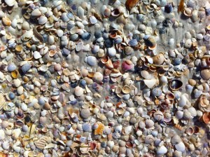 A field of seashells on Anna Maria Island after Tropical Storm Andrea on andreabadgley.com