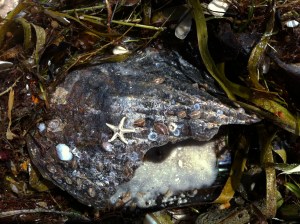 Tiny white starfish on pen shell, found on beach after Tropical Storm Andrea on andreabadgley.com