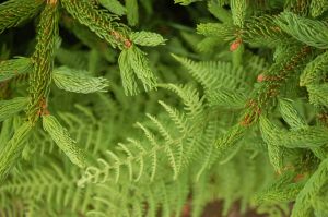 New growth - ferns and evergreens along trail on hike to Mt. Rogers, VA on andreabadgley.com