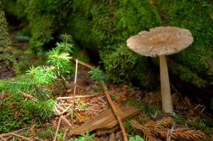 Mushroom, moss, and fir at summit of Mt. Rogers, VA on andreabadgley.com