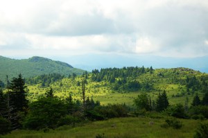 Stand of firs from Wilburn Ridge on Appalachian Trail, hike to Mt. Rogers from Massie Gap, VA on andreabadgley.com