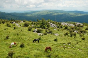 Wild ponies from Wilburn Ridge on Appalachian Trail, hike to Mt. Rogers, VA on andreabadgley.com