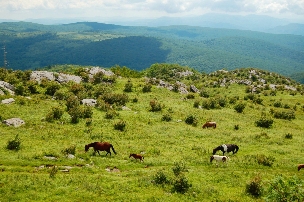Wild ponies, colt, and Appalachians from Wilburn Ridge on AT, hike to Mt. Rogers from Massie Gap, VA on andreabadgley.com