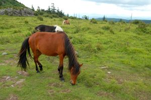 Wild ponies along Appalachian trail on hike from Massie Gap to summit of Mt. Rogers, VA on andreabadgley.com