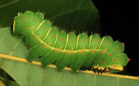 Actias luna larva, luna moth caterpillar, photograph by Dave Wagner, 2002