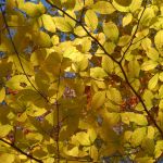 Golden yellow beech leaves, October, Pandapas pond, Virginia Golden yellow beech leaves, October, Pandapas pond, Virginia on andreabadgley.com