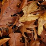 brown dry oak leaves in leaf pile brown dry oak leaves in leaf pile on andreabadgley.com