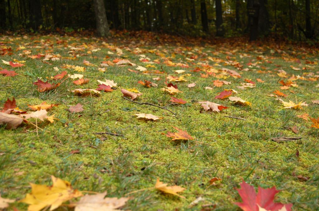Autumn leaves on grassy hill, Babcock State Park, WV October 2013 on andreabadgley.com