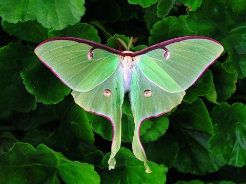 Luna Moth photograph by Life in the NorthWoods on lifeinthenorthwoods.com