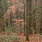 November forest, Blacksburg, VA photograph on andreabadgley.com