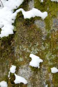 Moss, lichen, stone, snow on hike to Cascades near Blacksburg, VA. January 2014 on andreabadgley.com