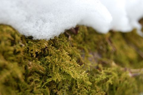 Moss and snow on Cascades hike near Blacksburg, Virginia on andreabadgley.com