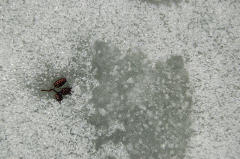 Photograph: Tiny pine cones on frozen Pandapas Pond, Blacksburg, VA February 2014 by Andrea Badgley on Butterfly Mind