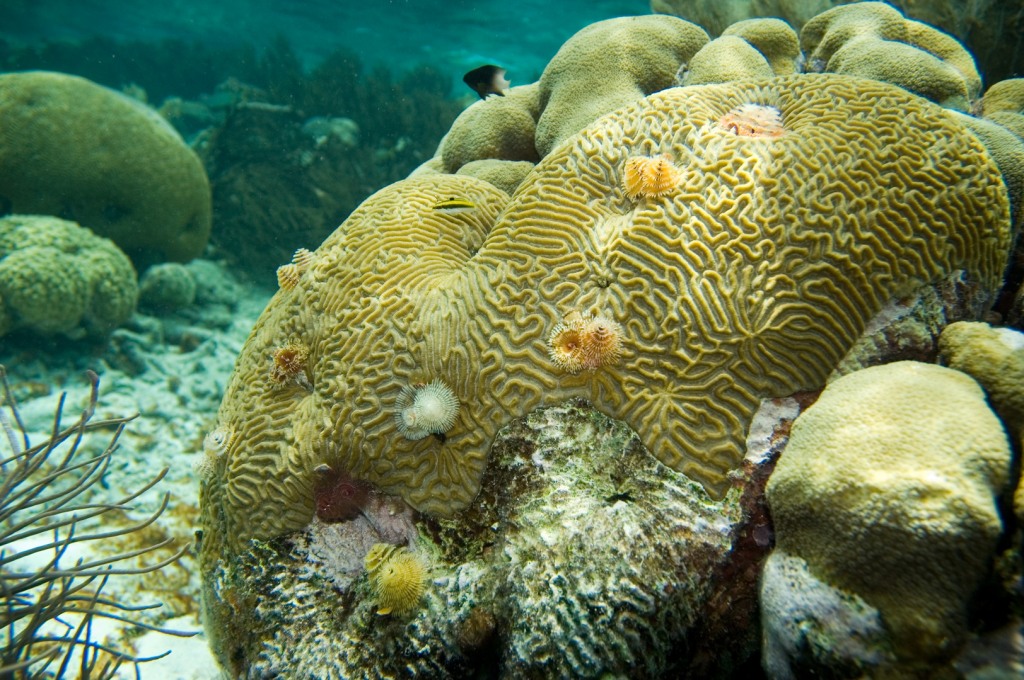 Brain Coral and Christmas tree worms photo by Paul and Jill on Flickr