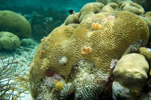 Brian Coral and Christmas tree worms photo by Paul and Jill on Flickr