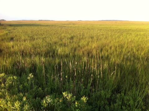 Georgia marsh near Tybee Island by Andrea Badgley on Butterfly Mind
