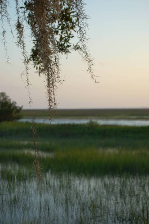 Spanish Hammock Moss