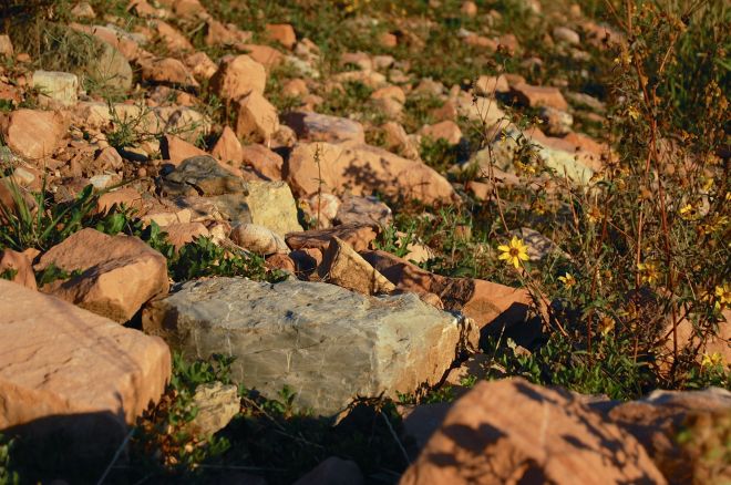 Rocks and flowers, Canyons Grand Summit Resort, UT by Andrea Badgley on Butterfly Mind